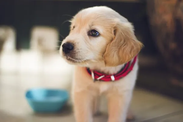 Chien élégant toiletté