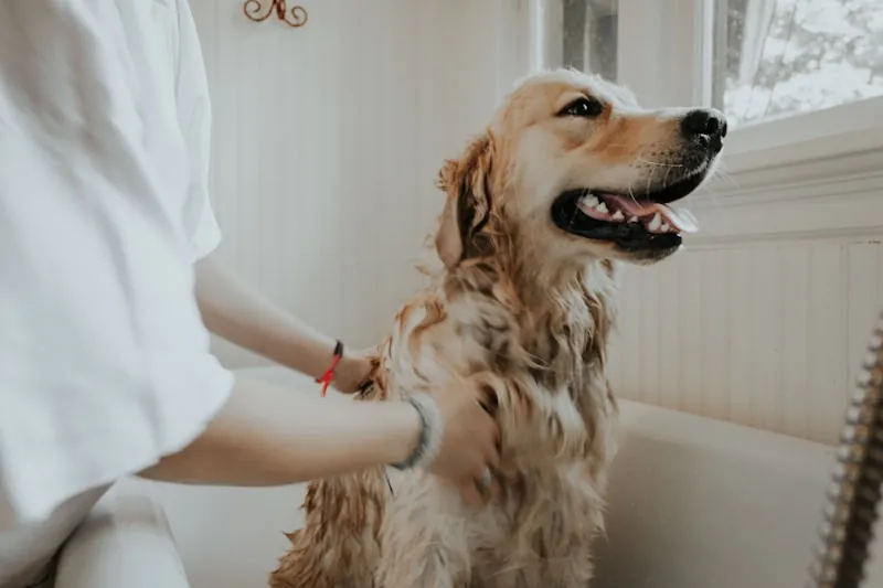 Bain relaxant pour chien