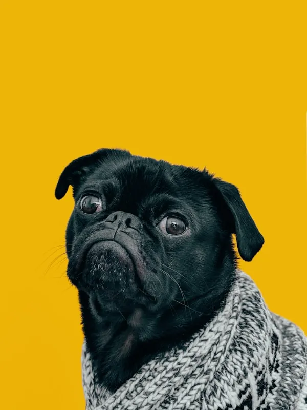 Portrait canin