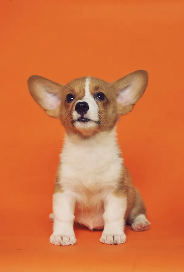 Chien élégant