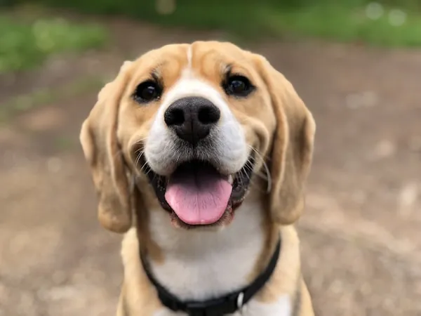 Chien toiletté