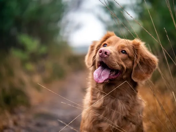 Gros plan chien heureux