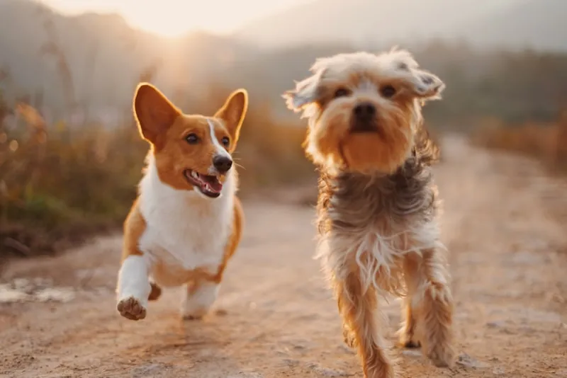 Chien après toilettage