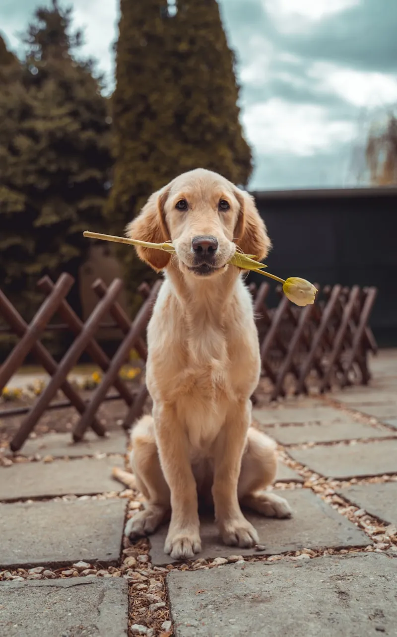 Chien toiletté et heureux