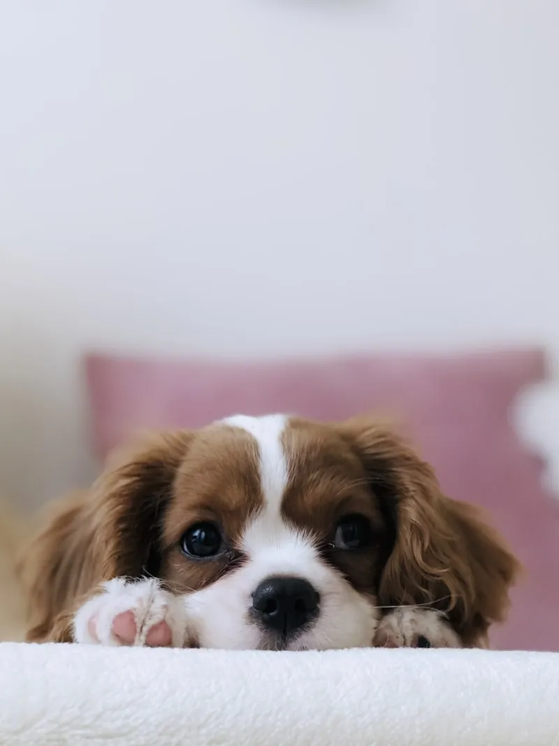 Accueil chaleureux du chien